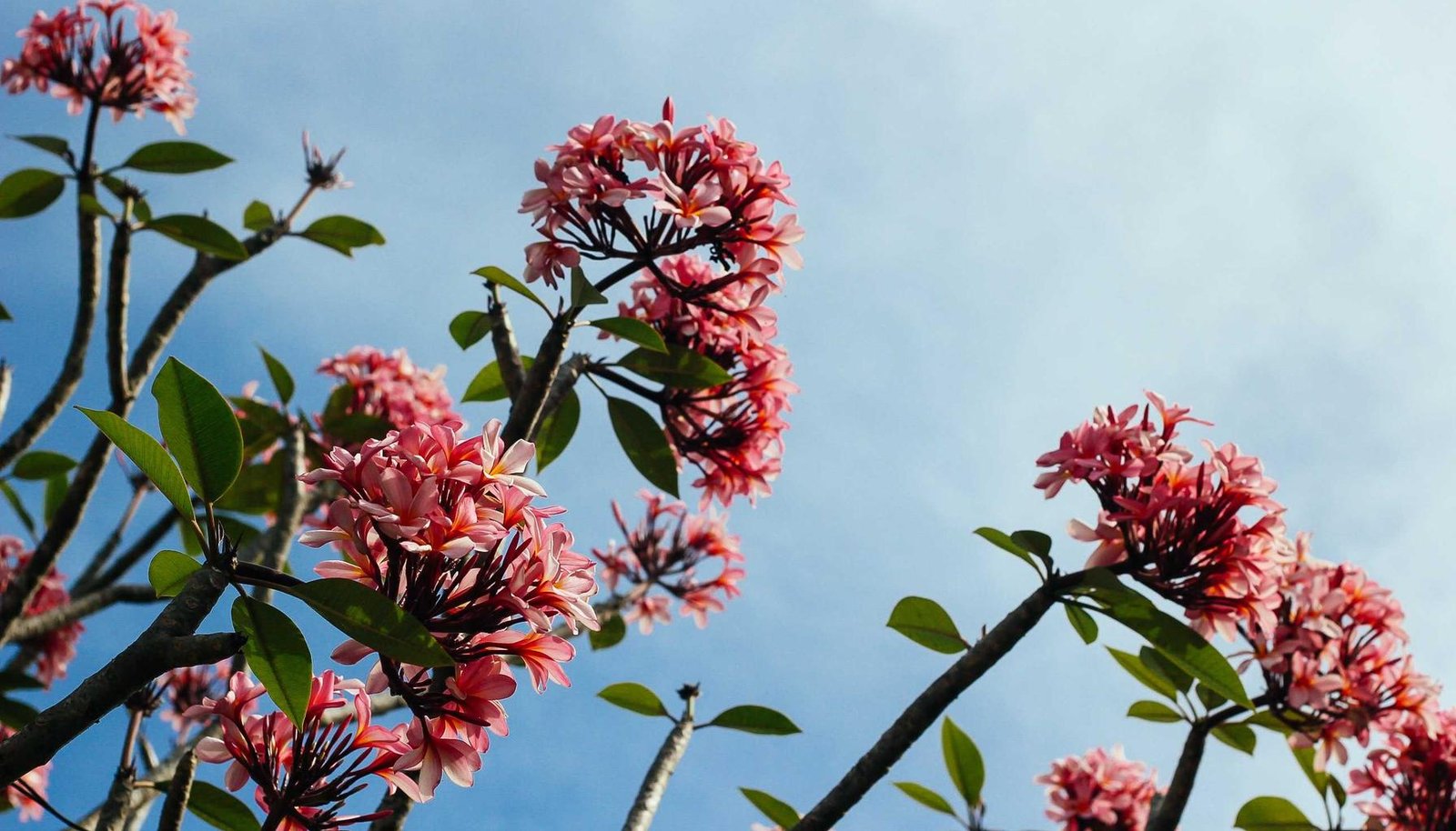 دليل بطارية السيارة