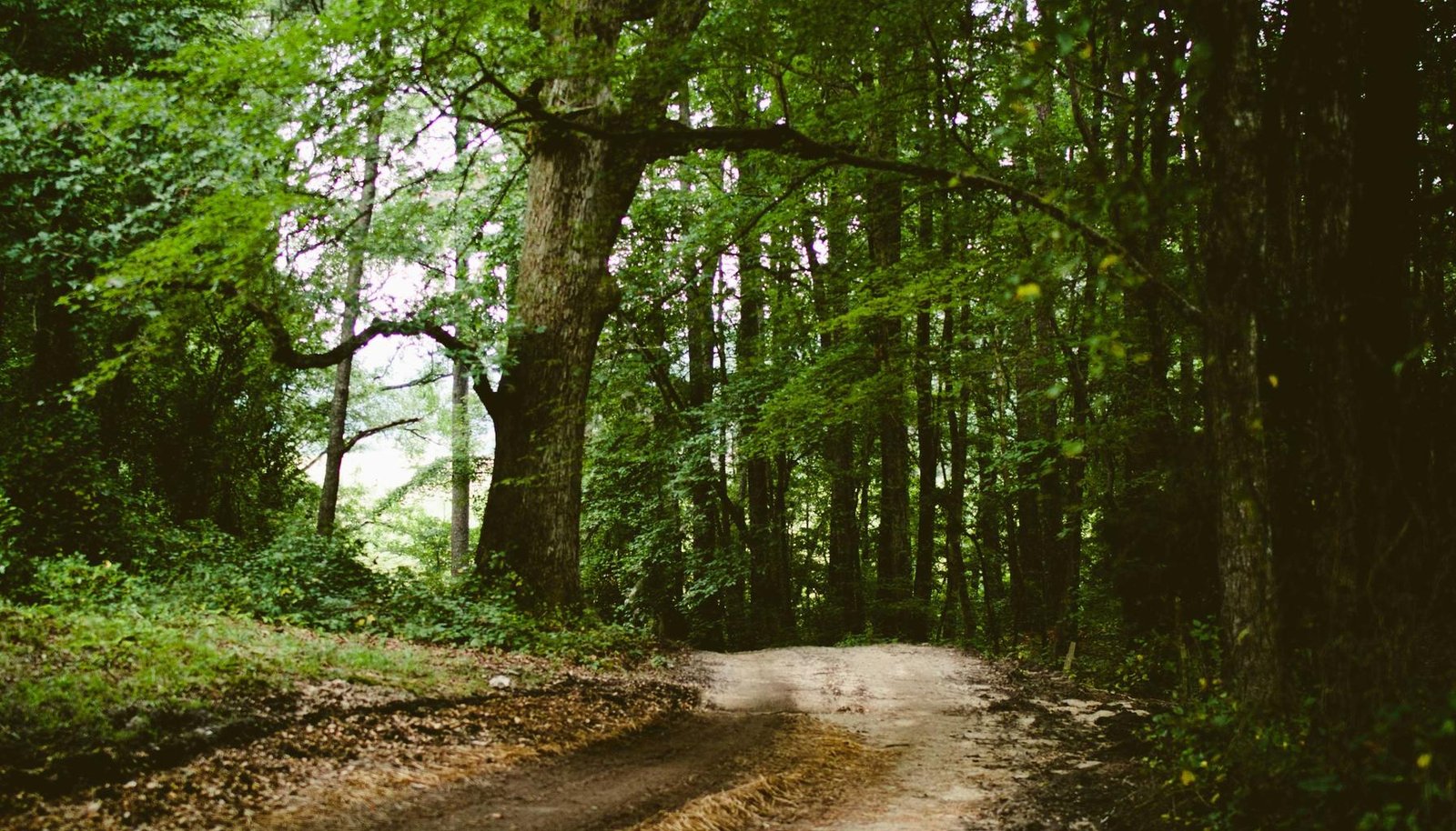 أفضل شاشات ذكية للمشاهدة – دليل 2026